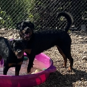 Keeping cool 😎 @ Isaac Acres Rottweilers