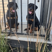 Lola and Beth of Isaac Acres Rottweilers