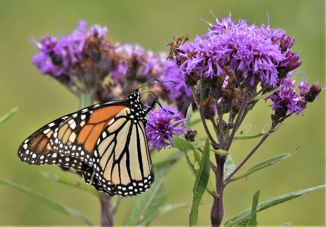 butterflies Rondeau Park, ON