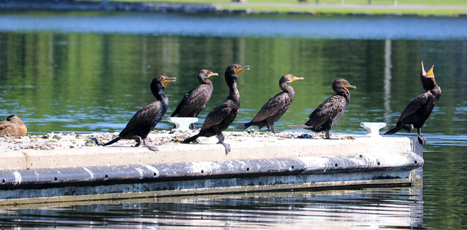 Gang of Cormorants Ottawa, ON