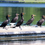 Gang of Cormorants