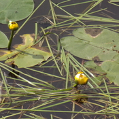WATER LILLIES continue to GROW