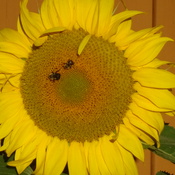Bees & Sunflowers