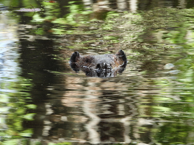 Beaver checking us out. Madoc, Ontario, CA