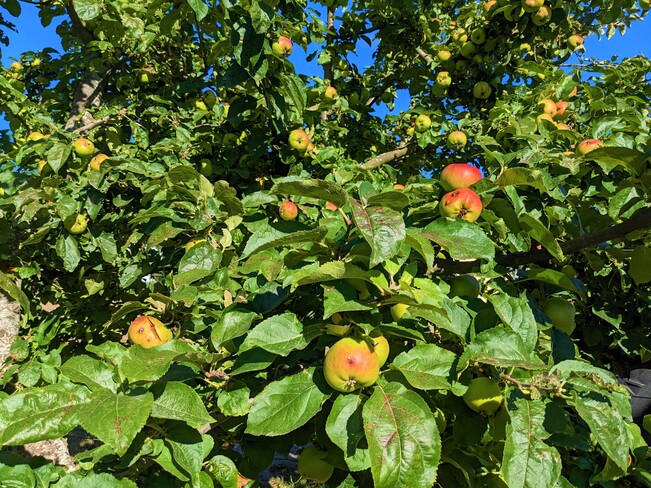 Apples harvest Delta, BC