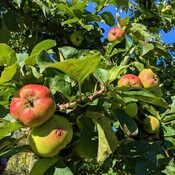 Apples harvest