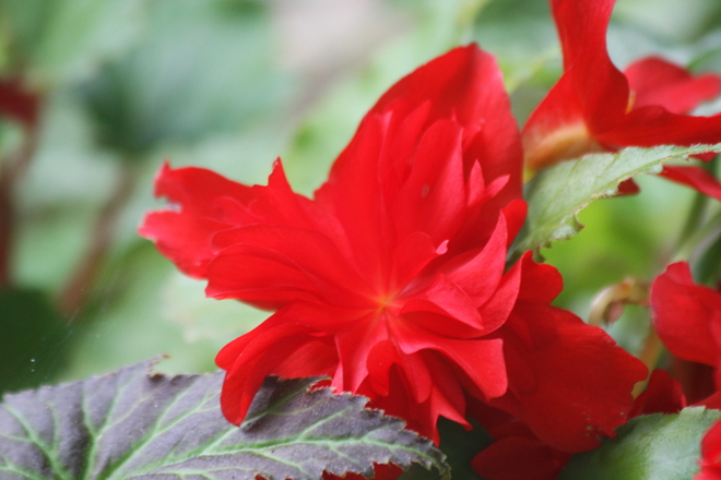Red flower Ontario