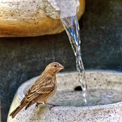Sparrow in fountain