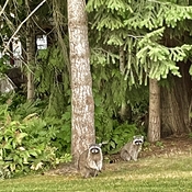 Local racoons