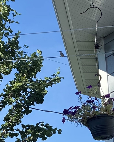 Hummingbird Mercier, Quebec, CA