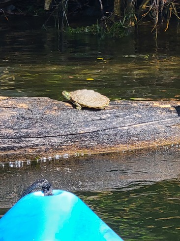 turtle time Seeleys Bay, ON