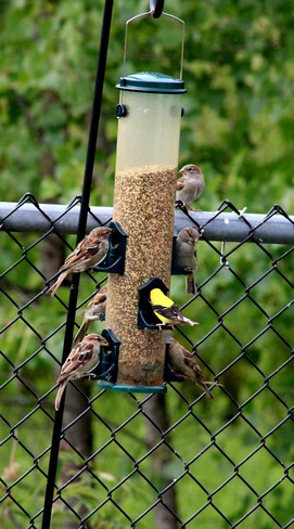 bird feeder Listowel, ON