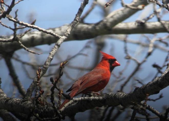 Cardinal rouge mâle Pontiac, QC