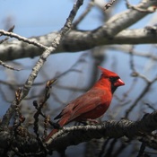 Cardinal rouge mâle