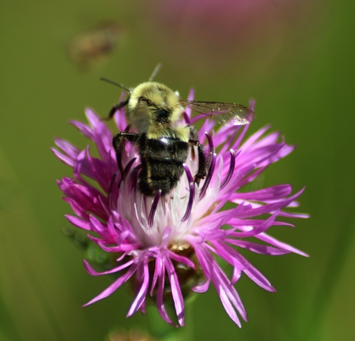 Bumblebee Ottawa, Ontario, CA