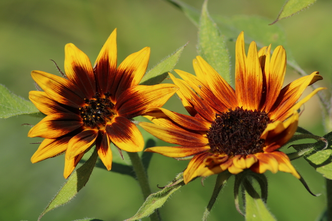 Sunflowers Ottawa, Ontario, CA