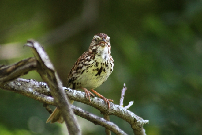 Song sparrow Ottawa, Ontario, CA