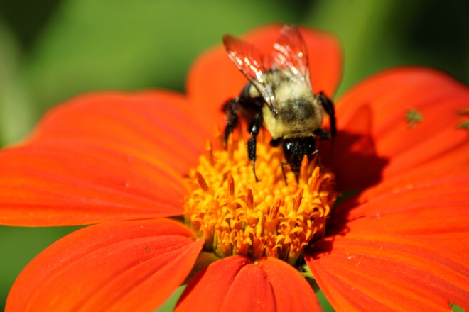 Bumblebee Ottawa, Ontario, CA