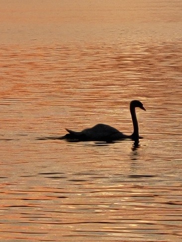 Sunset with a Swan Hamilton, ON
