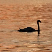 Sunset with a Swan