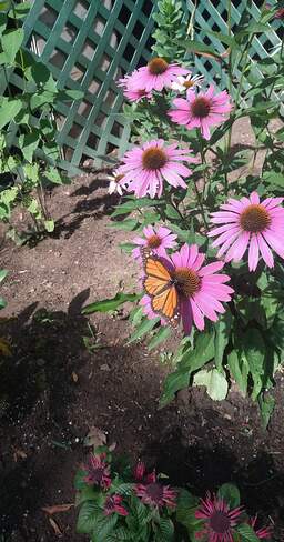 Monarch Butterfly Elm Tree, ON