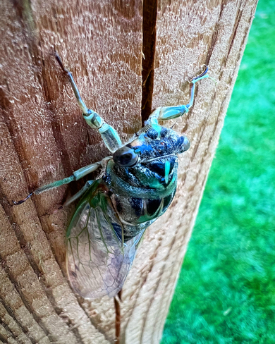 Cicada London, Ontario, CA