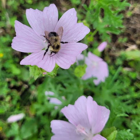 Honey Bee Port Morien, NS