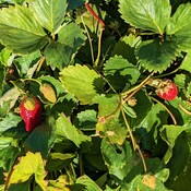 Strawberries in a community garden