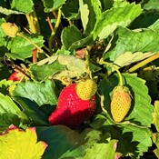 Strawberries in a community garden