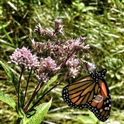 Tagged male monarch butterfly feeding