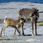 Caribou Calf Feeds from Mother Cow