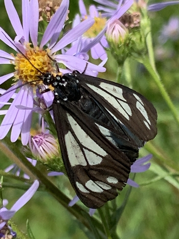 Butterfly Bragg Creek, Alberta, CA