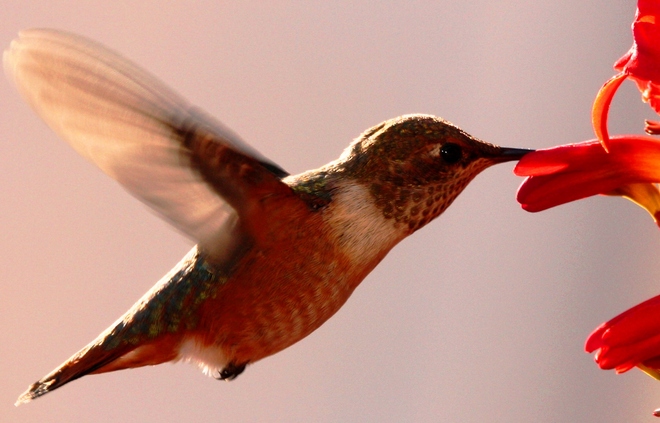 Extreme close up of hummingbird Cowichan Bay, BC