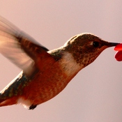 Extreme close up of hummingbird