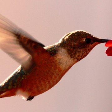 Extreme close up of hummingbird