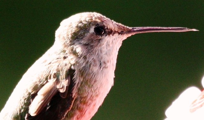 Hummingbird extreme closeup 2 Brampton, On