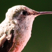 Hummingbird extreme closeup 2
