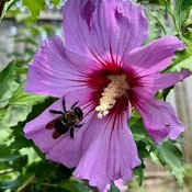 Bee taking a breather on bright Rose of Sharon bloom.