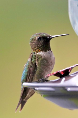 Hummingbird Emo, Ontario, CA