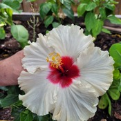 Large hibiscus flower