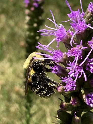 Pollinator Oakville, Ontario, CA