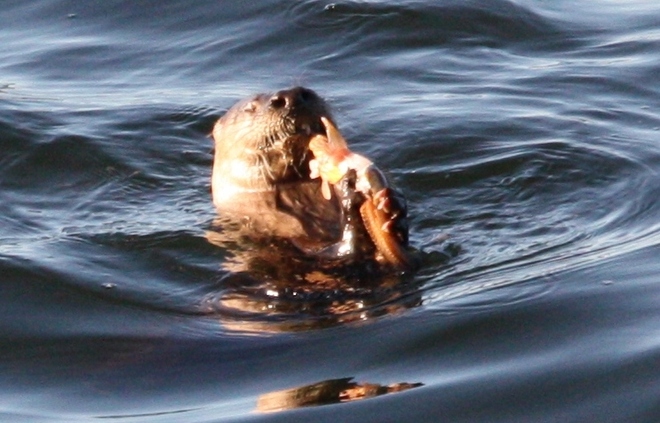 Otter eating lunch -octopus Brampton, On
