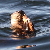 Otter eating lunch -octopus