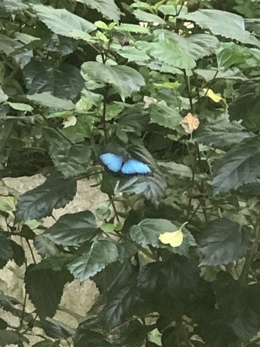 Butterfly Cambridge, Ontario, CA