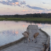 Sandhill crane family at Burnaby lake