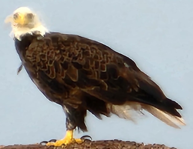 Bald eagle at Tignish shore Tignish Shore, PE