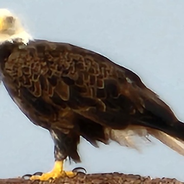 Bald eagle at Tignish shore