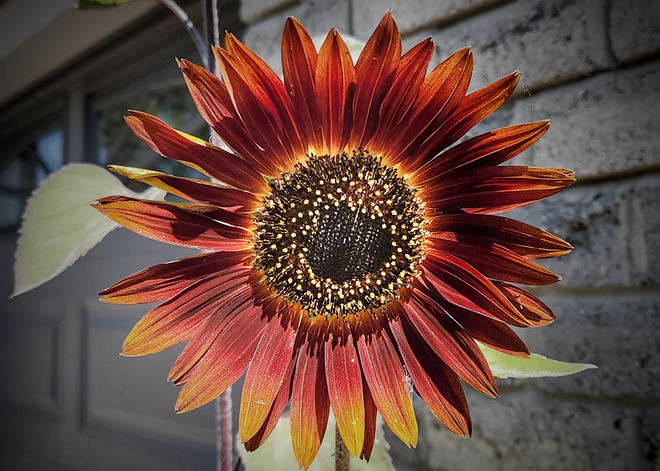 red sunflower Mississauga, ON
