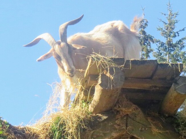 Goat on a roof Parksville, BC
