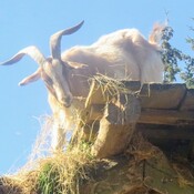 Goat on a roof